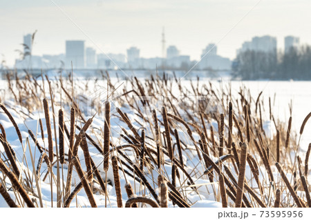Reeds on the lake in severe frost in winter. 73595956