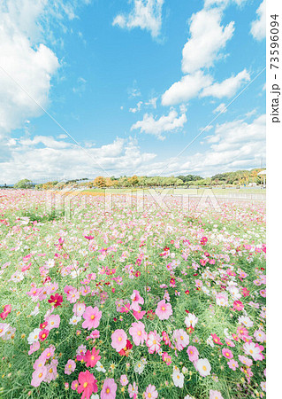 浜松市　浜名湖ガーデンパーク　コスモス畑　 73596094