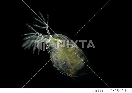ミジンコ(黒背景) ミジンコ(黒背景) 73596135
