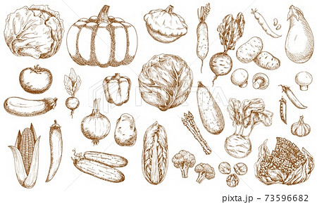 Farm vegetable, greenery and veggies sketches set 73596682