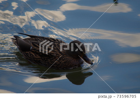 渡り鳥、公園の鴨。 渡り鳥、公園の鴨。 73596705