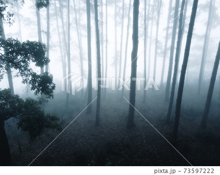 Fog in the forest in winter In nature alone 73597222