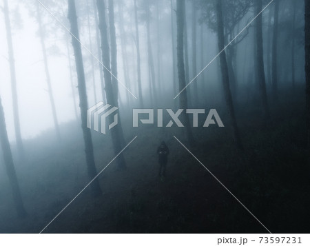 Fog in the forest in winter In nature alone 73597231