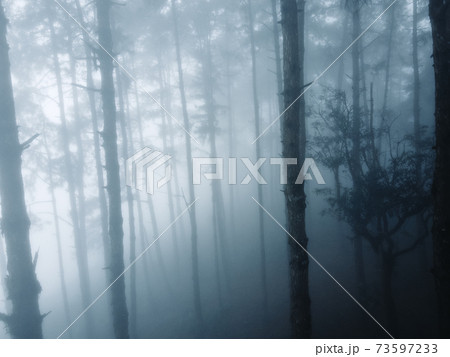 Fog in the forest in winter In nature alone Fog in the forest in winter In nature alone 73597233