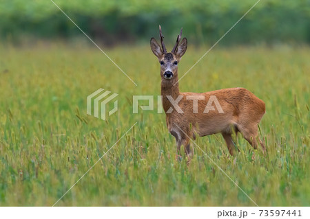 Roe deer buck watching on pasture in summer with copy space Roe deer buck watching on pasture in summer with copy space 73597441