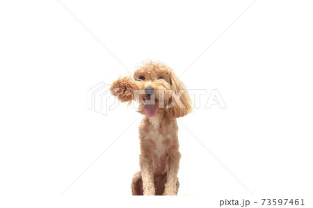 Portrait of funny puppy of maltipoo dog isolated over white background. Portrait of funny puppy of maltipoo dog isolated over white background. 73597461