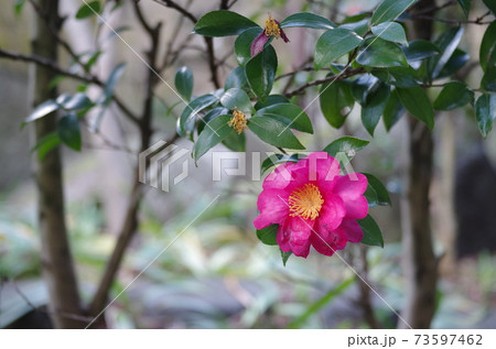 山茶花（サザンカ） 73597462