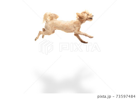 Happy maltipoo dog jumping isolated over white background. 73597484