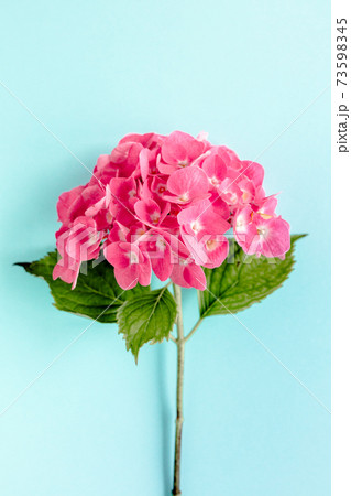 Pink hydrangea flower on the blue background. Flat lay, top view  73598345