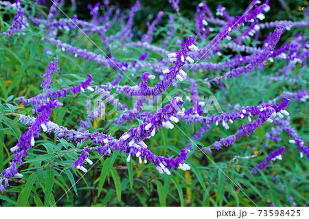 花　ヒイラギモクセイ （ 柊木犀 ） 皇居 北の丸公園　2019年11月 73598425