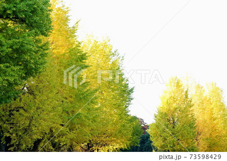 紅葉　いちょう　皇居 北の丸公園　2019年11月 73598429