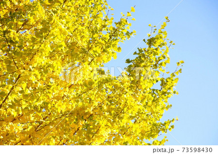 紅葉 いちょう 皇居 北の丸公園 2019年11月 紅葉 いちょう 皇居 北の丸公園 2019年11月 73598430