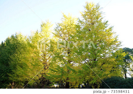紅葉 いちょう 皇居 北の丸公園 2019年11月 紅葉 いちょう 皇居 北の丸公園 2019年11月 73598431
