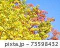 紅葉　いちょう　皇居 北の丸公園　2019年11月 73598432