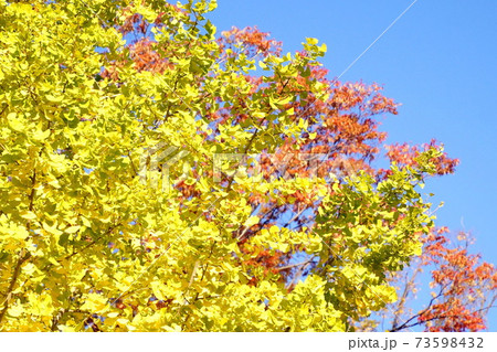 紅葉 いちょう 皇居 北の丸公園 2019年11月 紅葉 いちょう 皇居 北の丸公園 2019年11月 73598432
