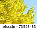 紅葉　いちょう　皇居 北の丸公園　2019年11月 73598433