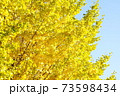 紅葉　いちょう　皇居 北の丸公園　2019年11月 73598434