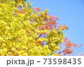 紅葉　いちょう　皇居 北の丸公園　2019年11月 73598435