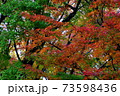 紅葉　もみじ　皇居 北の丸公園　2019年11月 73598436