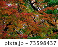 紅葉　もみじ　皇居 北の丸公園　2019年11月 73598437