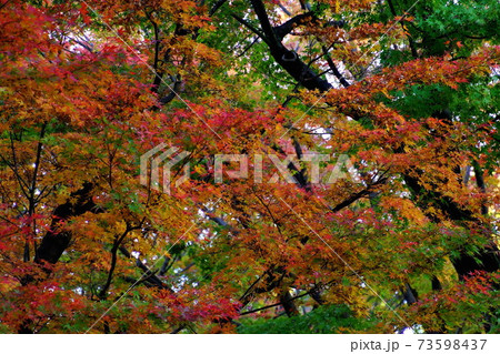 紅葉 もみじ 皇居 北の丸公園 2019年11月 紅葉 もみじ 皇居 北の丸公園 2019年11月 73598437