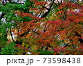紅葉　もみじ　皇居 北の丸公園　2019年11月 73598438