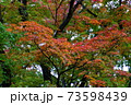 紅葉　もみじ　皇居 北の丸公園　2019年11月 73598439