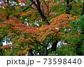 紅葉　もみじ　皇居 北の丸公園　2019年11月 73598440