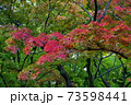 紅葉　もみじ　皇居 北の丸公園　2019年11月 73598441