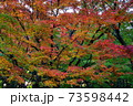 紅葉　もみじ　皇居 北の丸公園　2019年11月 73598442