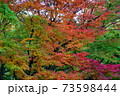 紅葉　もみじ　皇居 北の丸公園　2019年11月 73598444