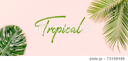 Exotic background, pattern with tropical palm leaves Monstera on pink background. Flat lay, top view minimal concept. 73598486