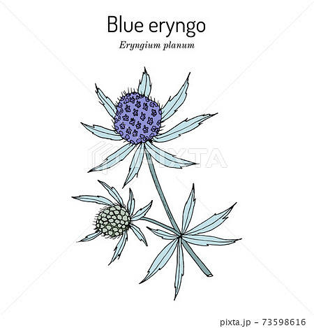 Blue Eryngo, or flat sea holly Eryngium Planum , medicinal plant 73598616