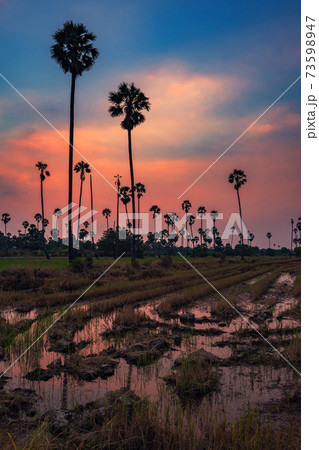 sugar palm farm at dusk with twilight sky sugar palm farm at dusk with twilight sky 73598947