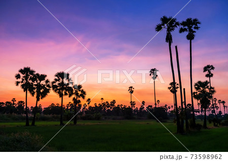 Sugar palm and paddy rice field with twilight sky 73598962