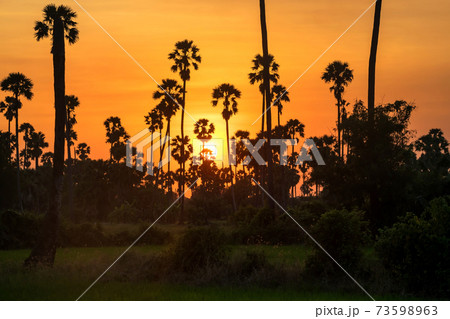 Silhouette sugar palm tree farm at sunset 73598963