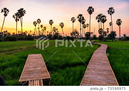 Rice and sugar palm tree farm at dusk, Pathum Thani 73598975