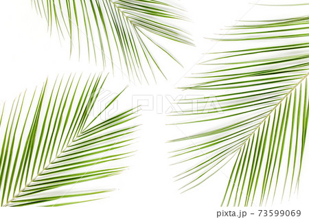 Tropical green palm leaf on white background. flat lay, top view 73599069