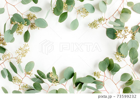 Frame made of green leaves, branches eucalyptus populus with fruits in the form of berries on white background. Flat lay, top view. Frame made of green leaves, branches eucalyptus populus with fruits in the form of berries on white background. Flat lay, top view. 73599232