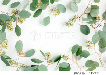 Frame made of green leaves, branches eucalyptus populus with fruits in the form of berries on white background. Flat lay, top view. Frame made of green leaves, branches eucalyptus populus with fruits in the form of berries on white background. Flat lay, top view. 73599506
