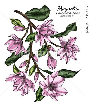 Pink Magnolia flower and leaf drawing illustration with line art on white backgrounds. 73599978