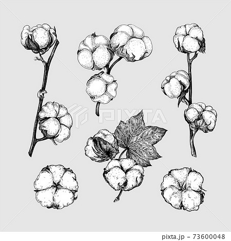 Cotton Set Sketchのイラスト素材