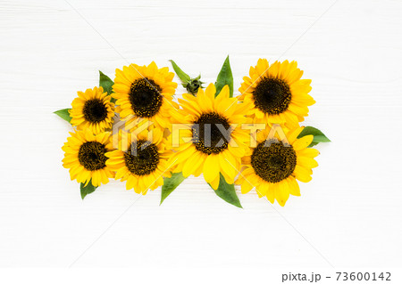 Beautiful with yellow sunflower on white background. Floral pattern. Flat lay, top view. Frame of flowers. Flowers texture Beautiful with yellow sunflower on white background. Floral pattern. Flat lay, top view. Frame of flowers. Flowers texture 73600142