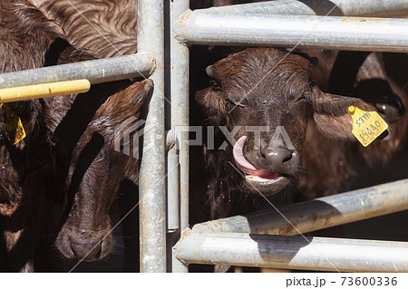 asian baby murrah buffalo or water buffalo in stables at local dairy farm. agriculture and farming concept 73600336