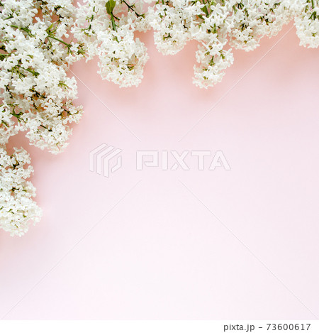 Beautiful white lilac on a pink background 73600617