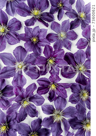 Texture made of purple flowers, green leaves and branches on a white background. The apartment lay, top view. Floral background. Drawing flowers. 73600621