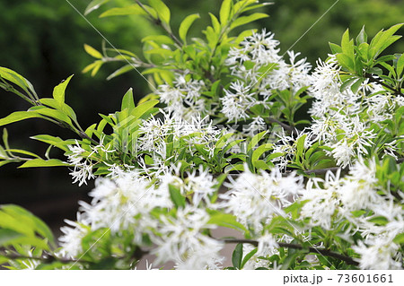 なんじゃもんじゃの花（ヒトツバタゴ） 73601661