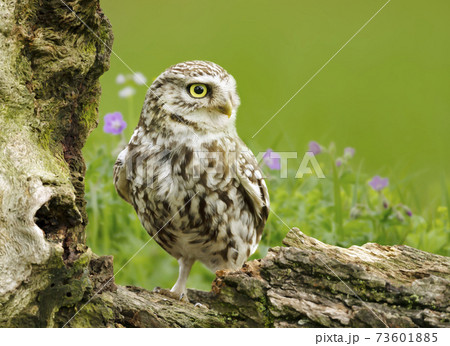 Little owl perched on a log in a meadow Little owl perched on a log in a meadow 73601885