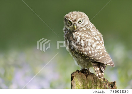 Little owl perched on a post against colorful background Little owl perched on a post against colorful background 73601886