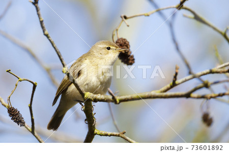 Common chiffchaff perching in a tree in a natural habitat 73601892